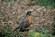 American Robin Poster