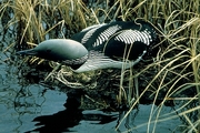 Arctic Loon Magnet