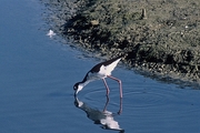 Black-necked Stilt Mousepad