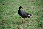 Common Moorhen Mousepad