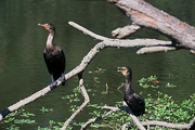 Cormorant Poster