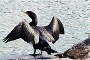 Double-Crested Cormorant Poster