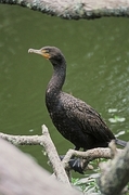 Double-Crested Cormorant Poster