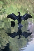 Double-Crested Cormorant Poster