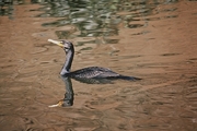 Double-Crested Cormorant Poster