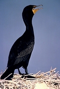 Double-Crested Cormorant Magnet