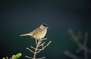 Golden-Crowned Warbler Poster