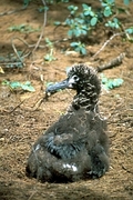 Laysan Albatross Magnet