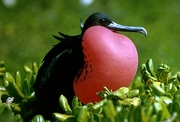 Magnificent Frigatebird T-Shirt