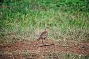 Pacific Golden Plover Mousepad