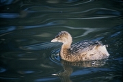 Pied-billed Grebe Mousepad