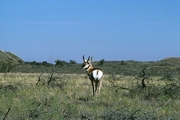 Pronghorn Mousepad