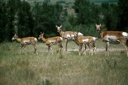 Pronghorn Mousepad