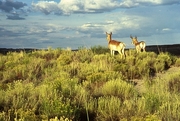 Pronghorn Mousepad