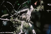 Pygmy Nuthatch Magnet