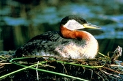 Red-necked Grebe Mousepad