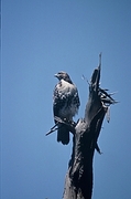 Red-tailed Hawk Poster