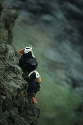 Tufted Puffin Poster