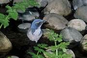 Western Scrub Jay T-Shirt