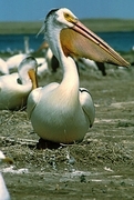 White Pelican Magnet