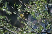 Wilson's Warbler Magnet