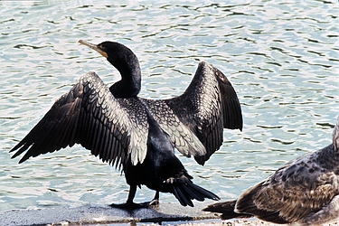 Double-Crested Cormorant