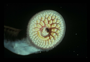 Sea Lamprey