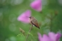 Allen's Hummingbird picture