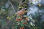 American Robin picture