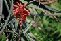 Anna's Hummingbird picture