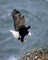 Bald Eagle picture