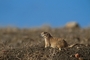 Black-tailed Prairie Dog picture