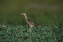 Bristle-thighed Curlew picture