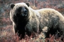 Brown Bear picture