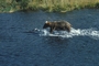 Brown Bear picture