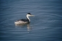 Clark's Grebe picture