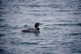 Common Loon picture