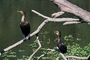 Cormorant picture