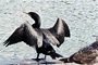 Double-Crested Cormorant picture