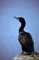 Double-Crested Cormorant picture