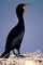 Double-Crested Cormorant picture