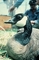 Dusky Canada Goose picture