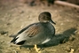 Gadwall picture