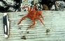 King Crab picture