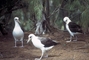 Laysan Albatross picture