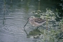 Long-billed Dowitcher picture