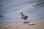 Long-billed Dowitcher picture