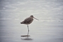 Marbled Godwit picture