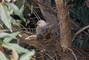 Mourning Dove picture