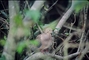 Mourning Dove picture